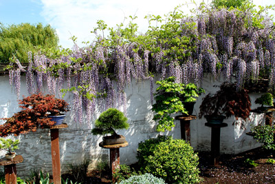 WISTERIA BONSAI AT INTERNATIONAL BONSAI ARBORETUM Wister14