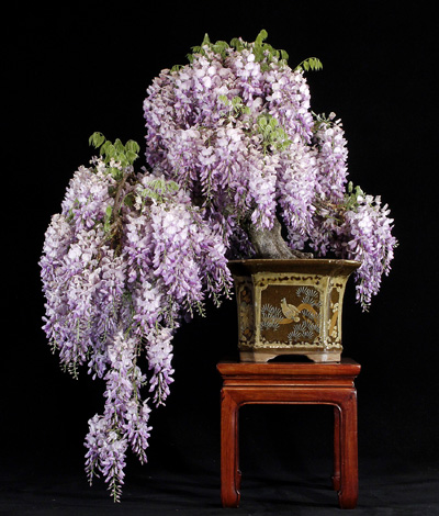 WISTERIA BONSAI AT INTERNATIONAL BONSAI ARBORETUM Wister15