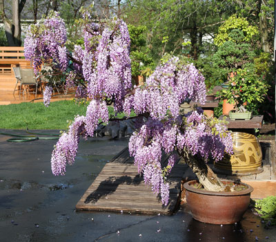 WISTERIA BONSAI AT INTERNATIONAL BONSAI ARBORETUM Wister16