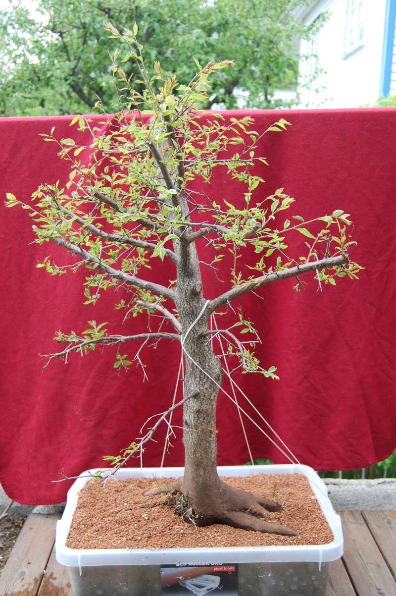 Update on my plum tree. (Now Blackthorn?) Dsc_0623