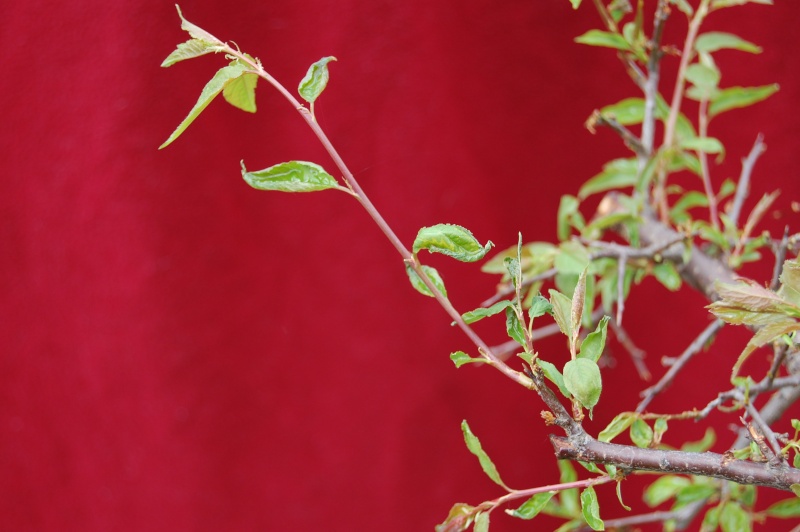 Update on my plum tree. (Now Blackthorn?) Dsc_0624