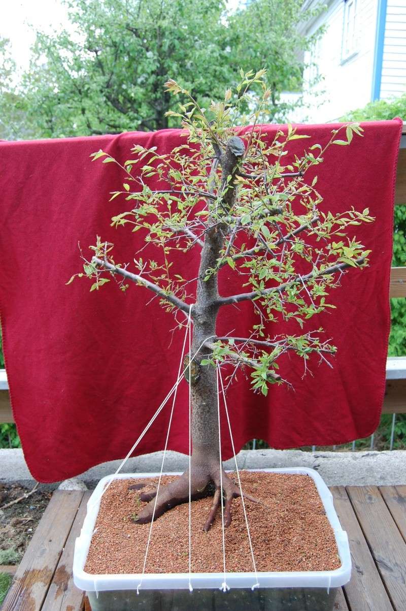 Update on my plum tree. (Now Blackthorn?) Dsc_0710