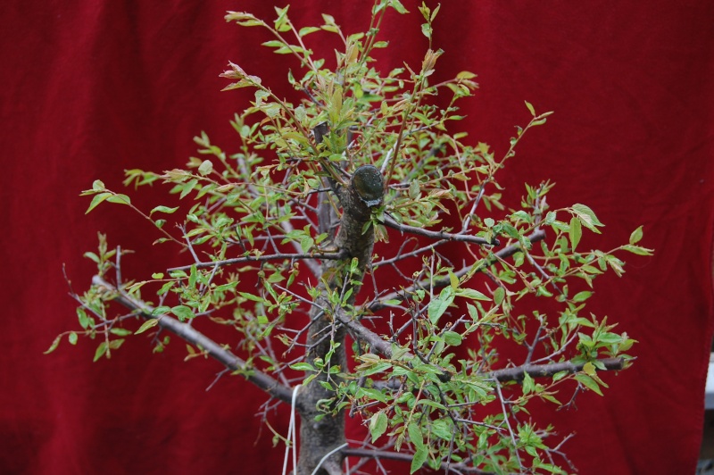 Update on my plum tree. (Now Blackthorn?) Dsc_0711