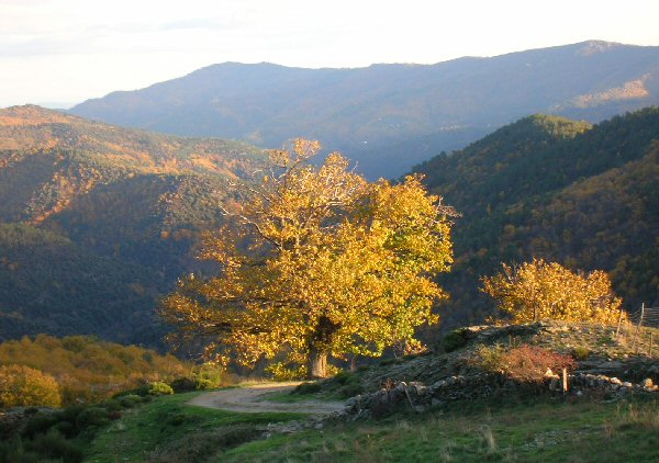 Mes cevennes Paysag10