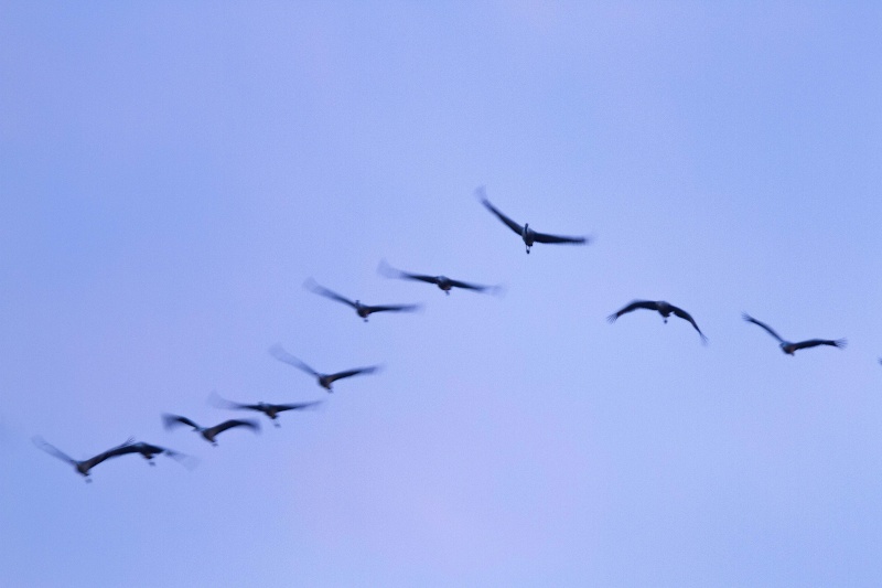 Grus grus sous sp brennouse maj 19/12/2016 _mg_1010