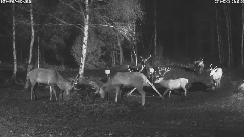 Red Deer Cam (Saarema Island)  - Page 27 Vlcsna39