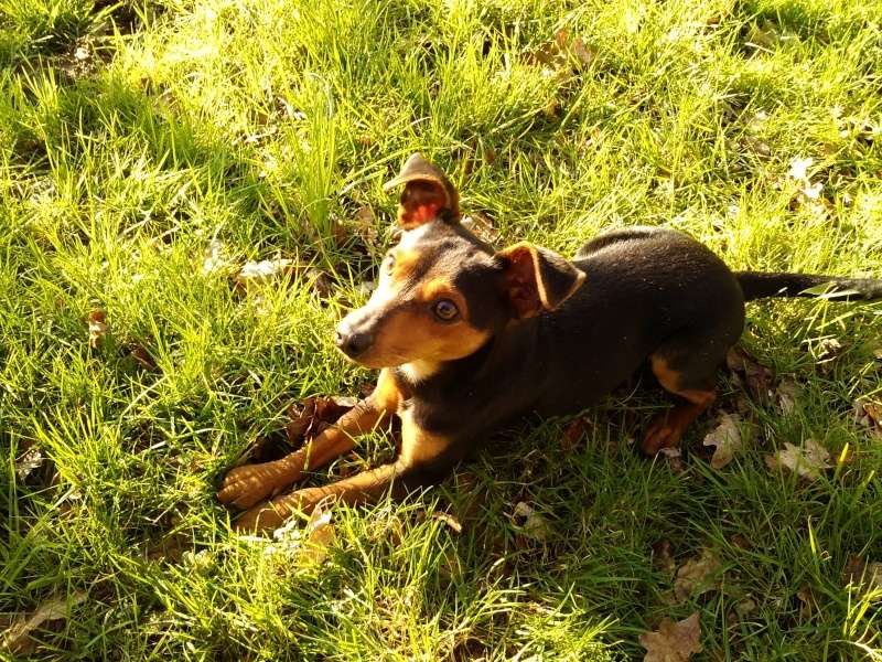 Chipo, Mâle pinscher nain d'un an cherche une FA Chipo110