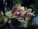 3 vrais mini Phalaenopsis et Oncidium - Page 2 Mini_o11