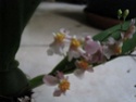 3 vrais mini Phalaenopsis et Oncidium - Page 2 Mini_o13
