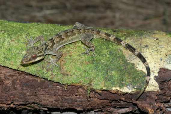 GECKO DES FORETS  cyrtodactylus pulchellus Gecko-10