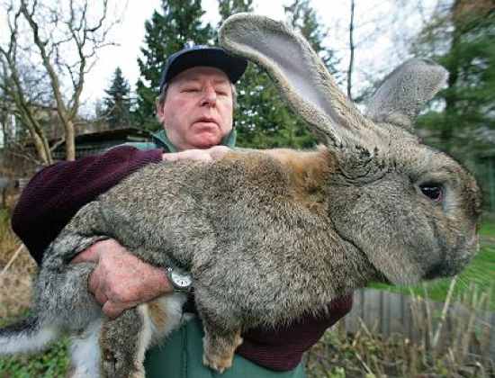 photos insolites du net - Page 3 Lapin210