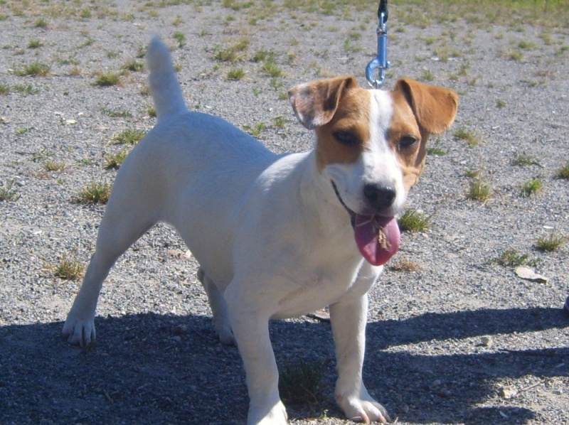 Jack Russell Terrier Block212