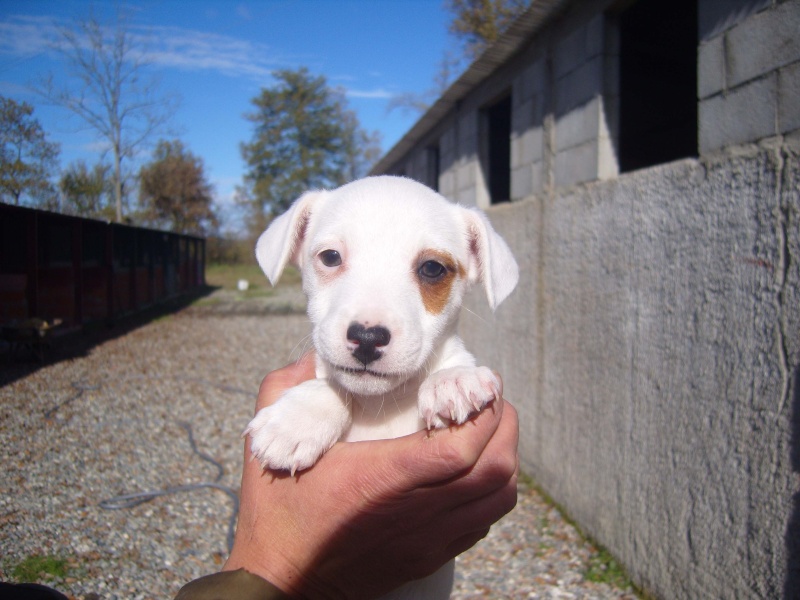 Jack Russell Terrier S1031910