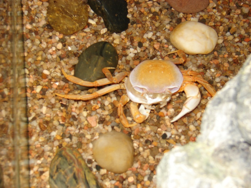 crabe - Cardisoma armatum - Crabe Arc-en-Ciel - Page 3 Dsc03311