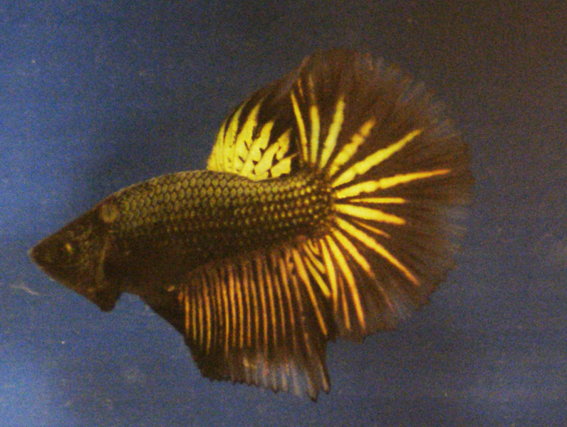 HM black copper x HM black copper - Page 2 Male_132