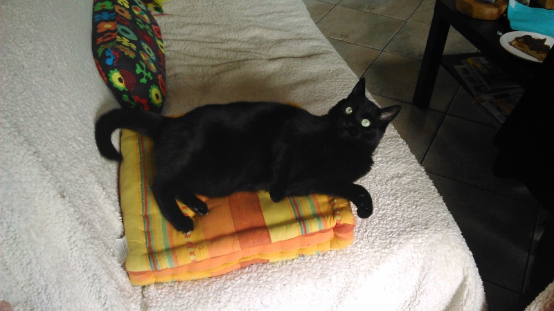SOS ! BLACKY, adorable chat mâle noir, 2 ans, FIV + (22) Dsc_0510