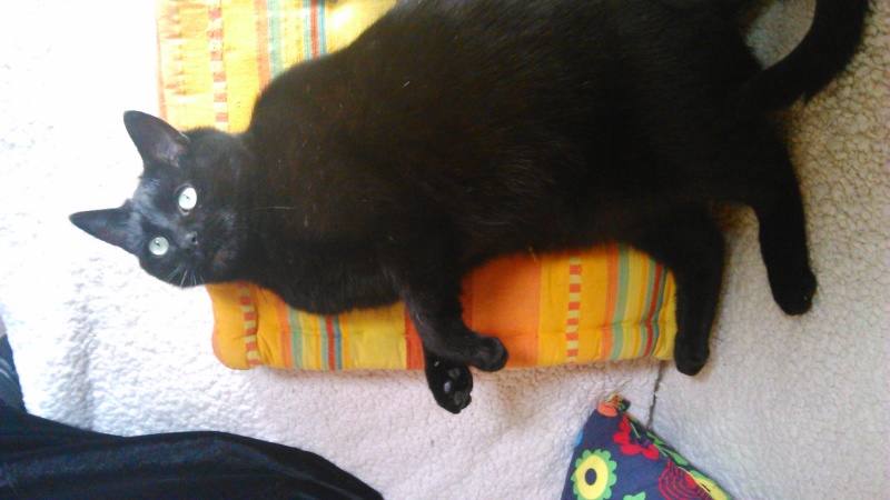 SOS ! BLACKY, adorable chat mâle noir, 2 ans, FIV + (22) Dsc_0511