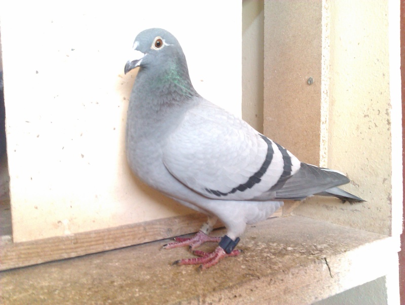 Old Hen Show 2015 Mark_e11