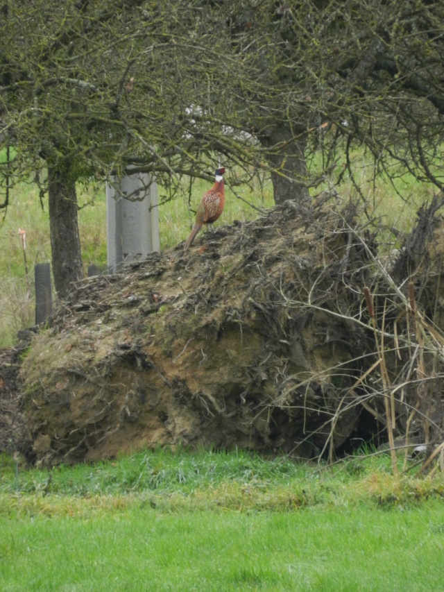 Lundi 21 décembre 2015, animaux et arbres Vauvyr23