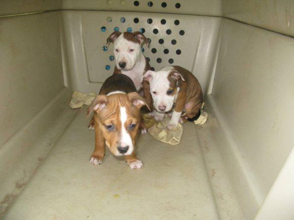 5 chiots - StaffXbull (35) Chiots15