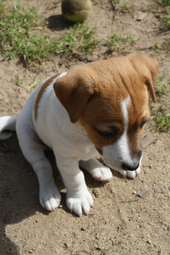 cuccioli - 5 bei cuccioli di una sorella di mya Bolla12