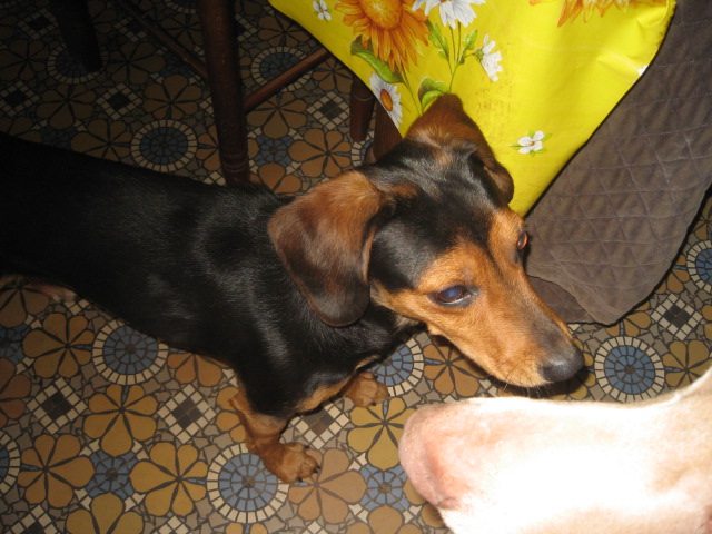 IRIS, petite x beagle, 2 ans 1/2 Sep_0010