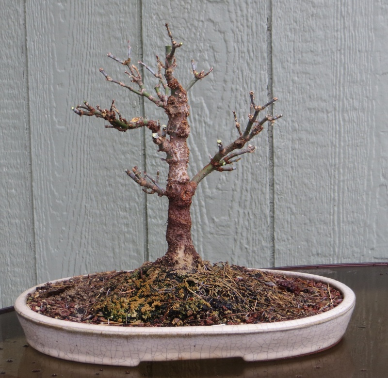 Boxelder for Bonsai Img_5411