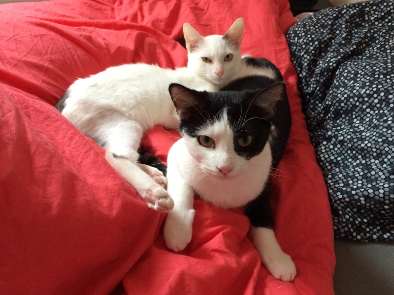Muse, chaton noir et blanc, né fin avril 2015 Img_6721