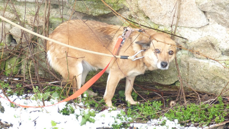 FOXY - femelle type renarde, née en avril 2012, taille petite à moyenne - adoptée par Lucien (67) - Page 5 P1160616