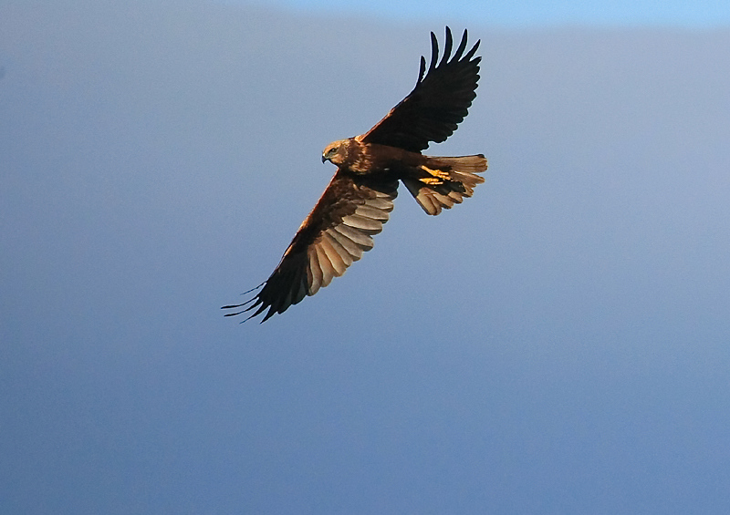 grise - Oiseaux en vol (dont en slow motion)  - Page 2 Divers14