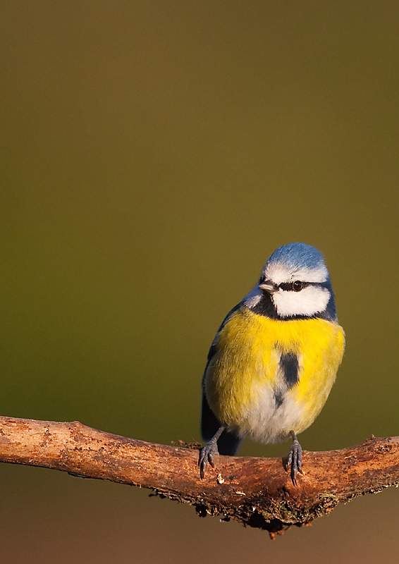 Mésange bleue Mysang17