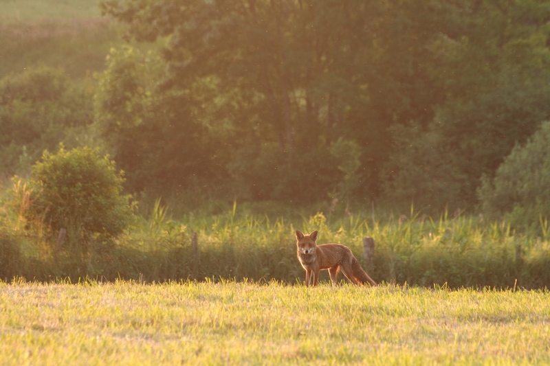 Renard Img_0110