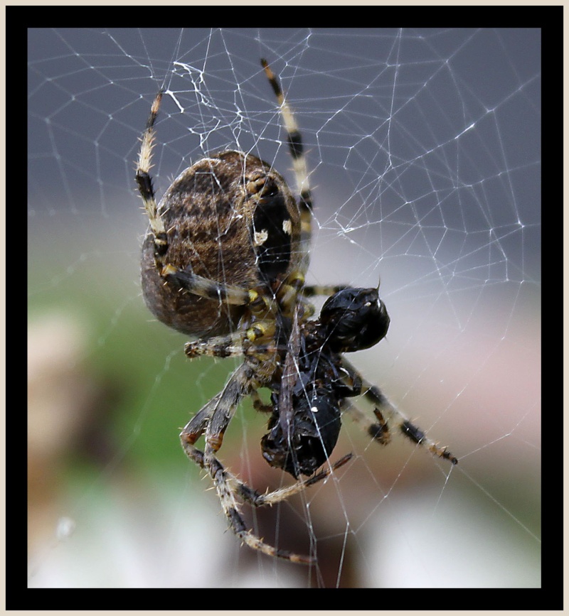 L'araignée gipsie Araign11