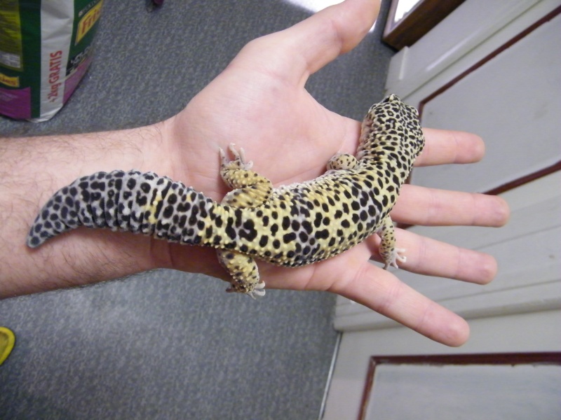 hamm , gecko leopard raptor giant Dscf7712