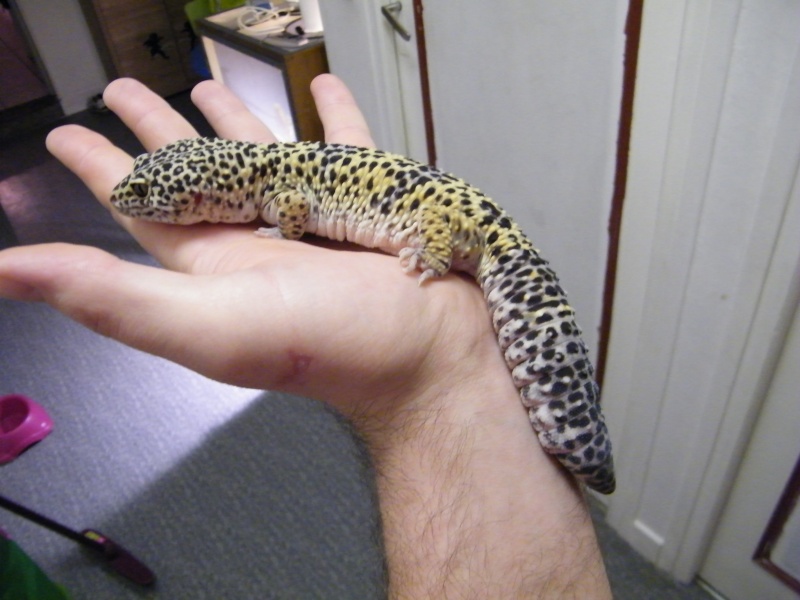 hamm , gecko leopard raptor giant Dscf7713