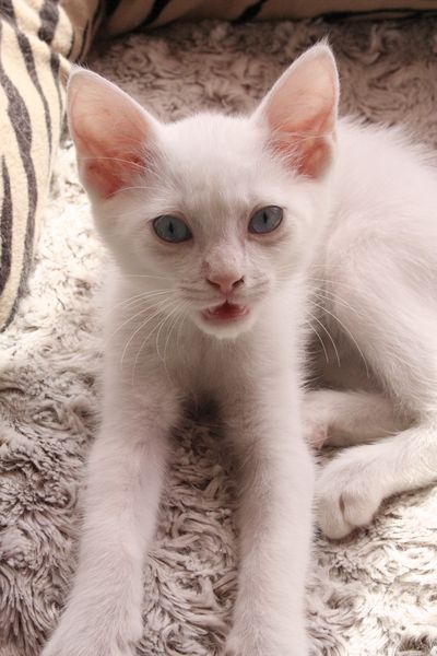 CHAT-MALLOW (Gallak) et DEVINETTE (Chenoa) - Page 2 Galak314