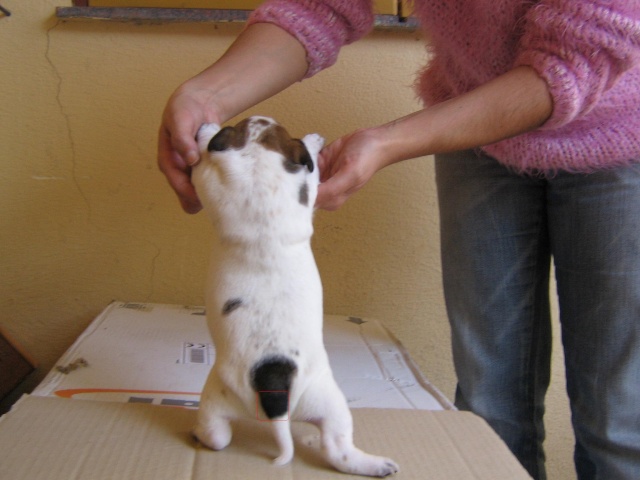 i colori dei jack russell? - Pagina 2 Copia_11