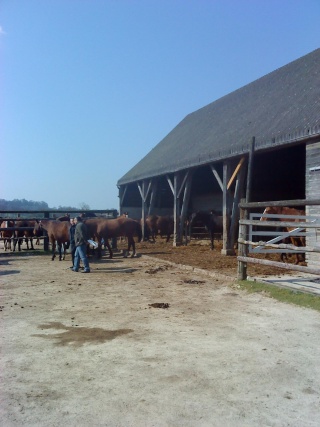 haras du pin - Mon stage au haras du pin Abcd0016