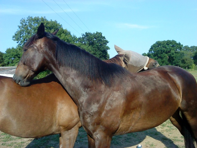 Des chevaux qui se font des papouilles...rohhhhhhhh Abcd0136