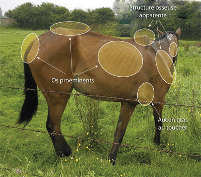 Estimer l'état corporel d'un cheval Cheval10