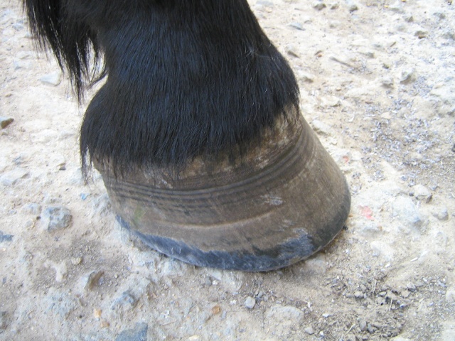 Philou: cheval pieds nus (photos) Img_2716