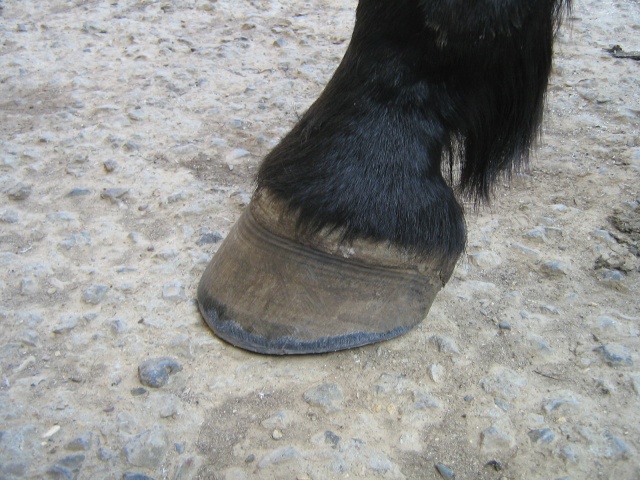 Philou: cheval pieds nus (photos) Img_2717