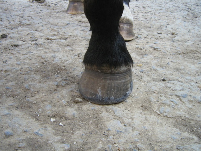 Philou: cheval pieds nus (photos) Img_2718