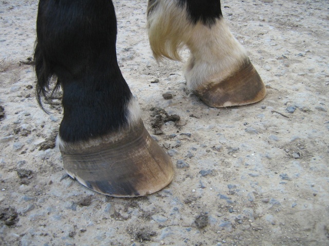 Philou: cheval pieds nus (photos) Img_2720