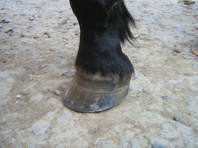 Philou: cheval pieds nus (photos) Img_2722