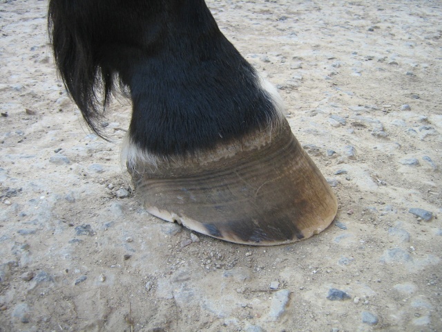 Philou: cheval pieds nus (photos) Img_2724