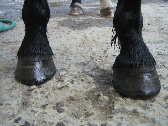 Philou: cheval pieds nus (photos) Img_2729