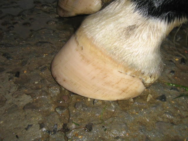 Philou: cheval pieds nus (suite)... Img_2930