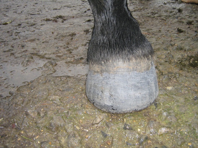 Philou: cheval pieds nus (suite)... Img_3016