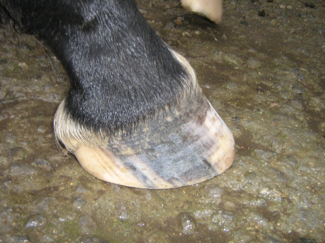 Philou: cheval pieds nus (suite)... Img_3022